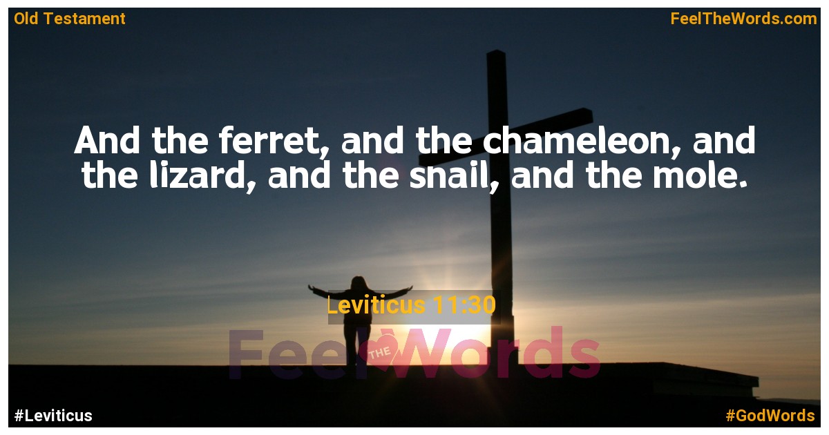 Leviticus 11:30