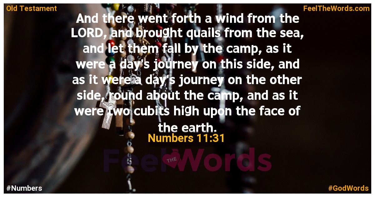Numbers 11:31